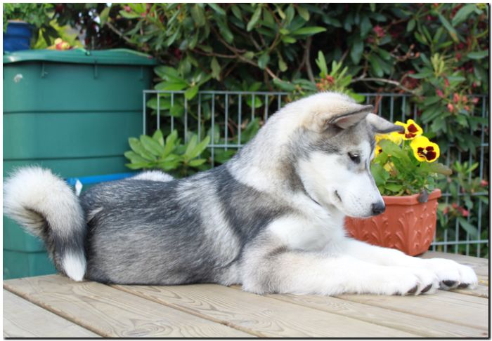 Onni 14 Wochen alt.jpg